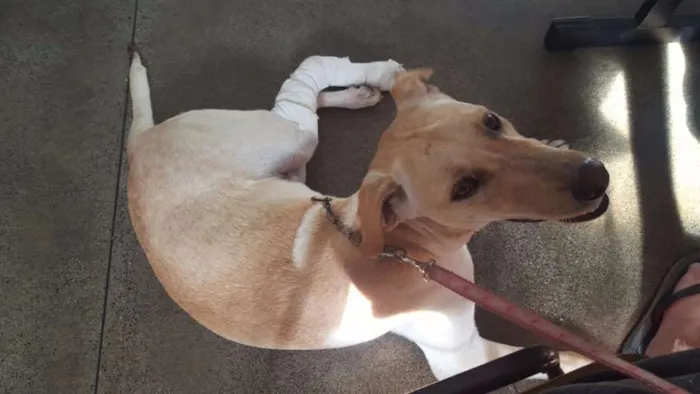 Cachorro ra a Mestiço de Labrador  idade 7 a 11 meses nome Godofredo