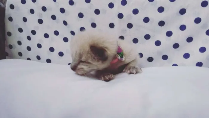 Gato ra a SRD idade Abaixo de 2 meses nome sem nomes