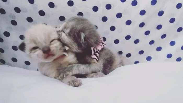 Gato ra a SRD idade Abaixo de 2 meses nome sem nomes
