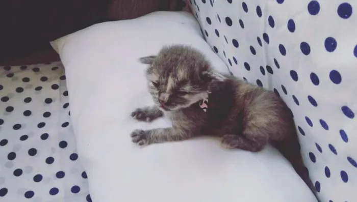 Gato ra a SRD idade Abaixo de 2 meses nome sem nomes