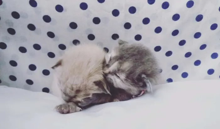 Gato ra a SRD idade Abaixo de 2 meses nome sem nomes