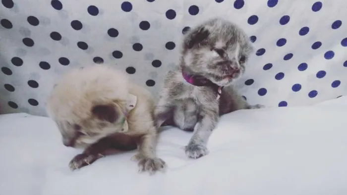 Gato ra a SRD idade Abaixo de 2 meses nome sem nomes