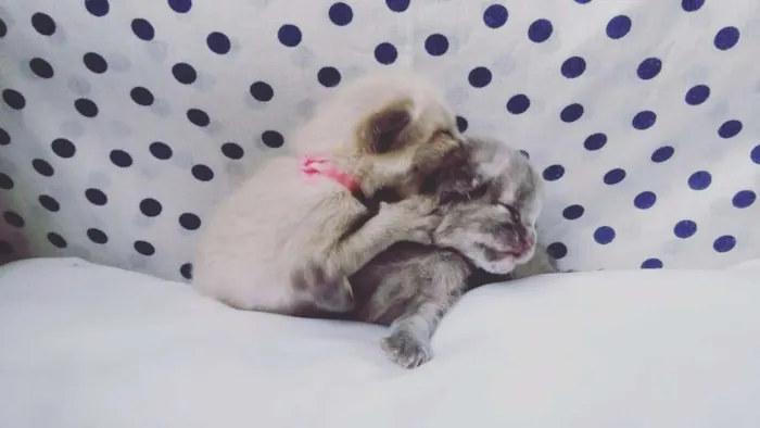 Gato ra a SRD idade Abaixo de 2 meses nome sem nomes