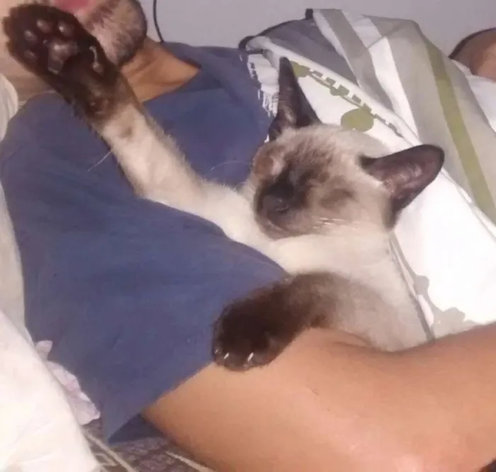 Gato ra a Siamês  idade 2 a 6 meses nome Trovão 