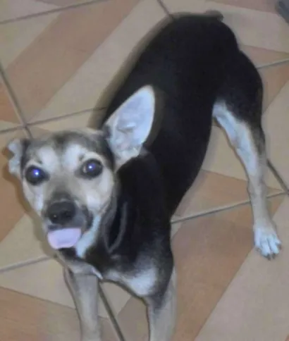 Cachorro raça mix Pincher idade 1 ano nome pretinha