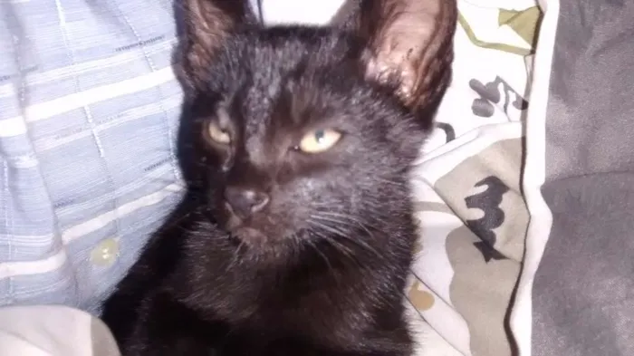 Gato ra a Mestiço de siamês  idade 2 a 6 meses nome Pantera 