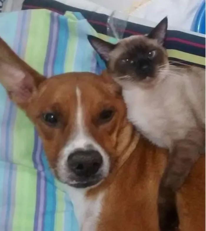 Cachorro ra a SRD idade 3 anos nome Dudu