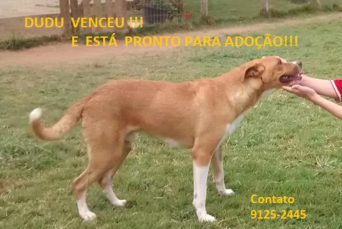 Cachorro ra a SRD idade 3 anos nome Dudu