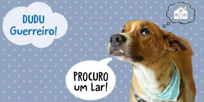 Cachorro ra a SRD idade 3 anos nome Dudu