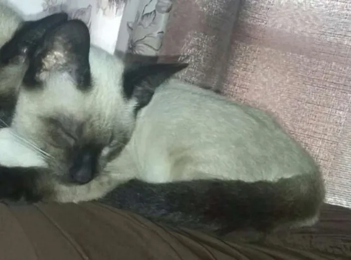 Gato ra a Siamês  idade 2 a 6 meses nome Zoinho