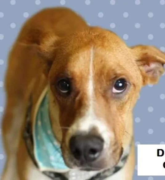 Cachorro ra a SRD idade 3 anos nome Dudu