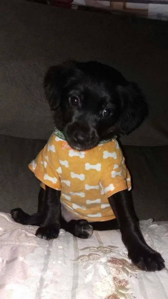 Cachorro ra a srd idade 2 a 6 meses nome Bjú