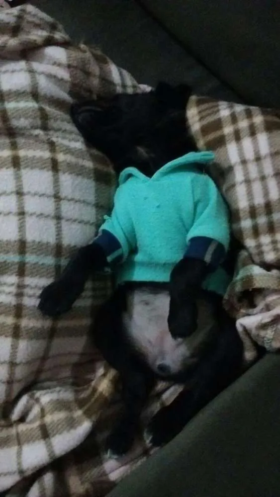 Cachorro ra a srd idade 2 a 6 meses nome Bjú