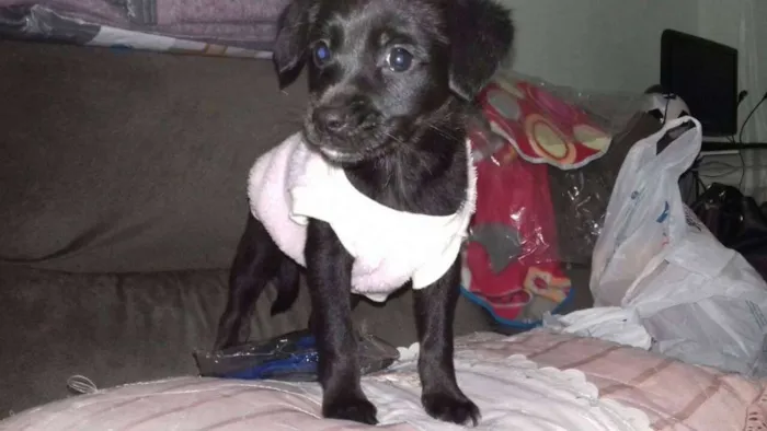 Cachorro ra a srd idade 2 a 6 meses nome Bjú