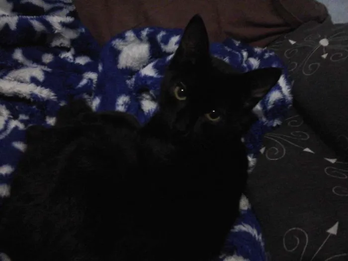 Gato ra a Não sei idade 2 a 6 meses nome Bilú