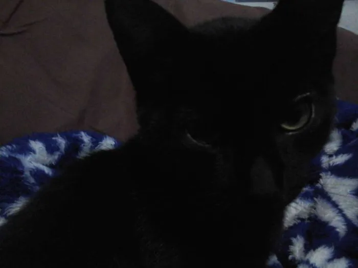 Gato ra a Não sei idade 2 a 6 meses nome Bilú