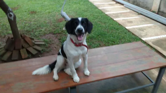 Cachorro raça Não Definida idade 7 a 11 meses nome Nina