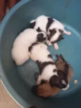cachorros