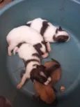 cachorros
