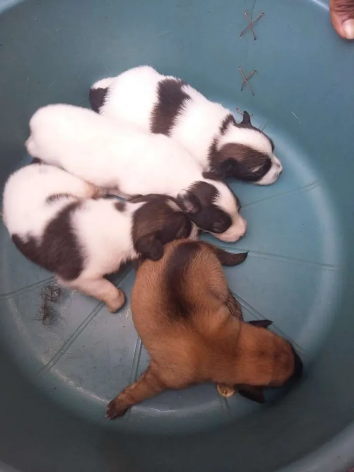 Cachorro ra a vira lata  idade Abaixo de 2 meses nome cachorros