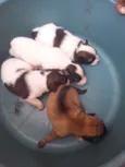 cachorros
