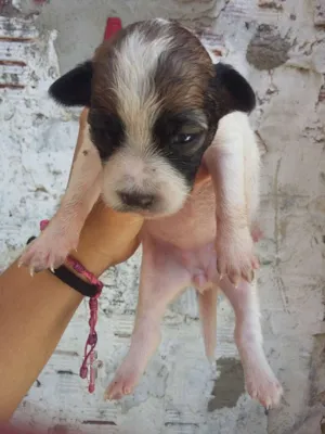 Cachorro raça vira lata  idade Abaixo de 2 meses nome cachorros