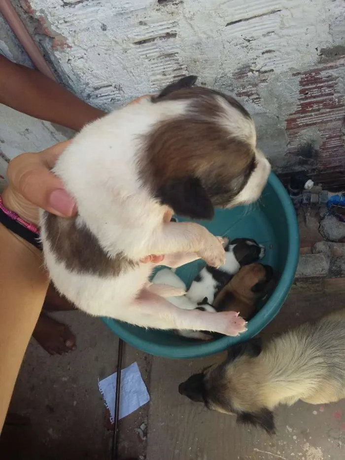 Cachorro ra a vira lata  idade Abaixo de 2 meses nome cachorros