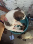 cachorros