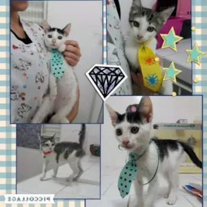 Gato raça Srd idade 2 a 6 meses nome Pedro e Bino 