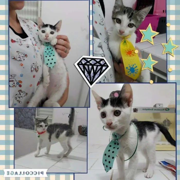 Gato ra a Srd idade 2 a 6 meses nome Pedro e Bino