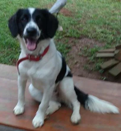 Cachorro raça Não Definida idade 7 a 11 meses nome Nina