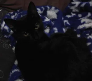 Gato raça Não sei idade 2 a 6 meses nome Bilú