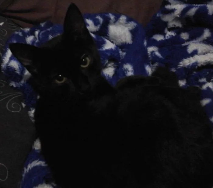 Gato ra a Não sei idade 2 a 6 meses nome Bilú