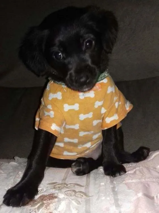 Cachorro ra a srd idade 2 a 6 meses nome Bjú