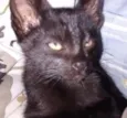 Pantera