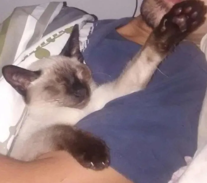 Gato ra a Siamês  idade 2 a 6 meses nome Trovão 