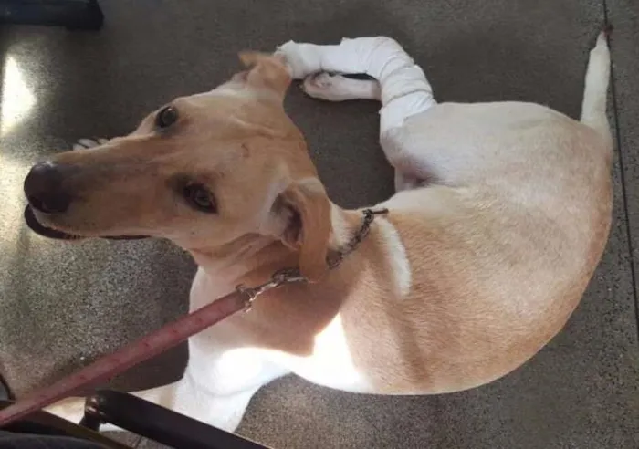 Cachorro ra a Mestiço de Labrador  idade 7 a 11 meses nome Godofredo