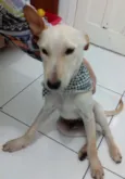 PINGO