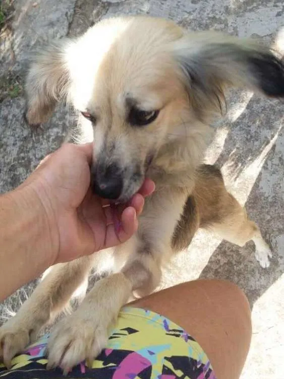 Cachorro ra a SRD idade 1 ano nome Vitoria
