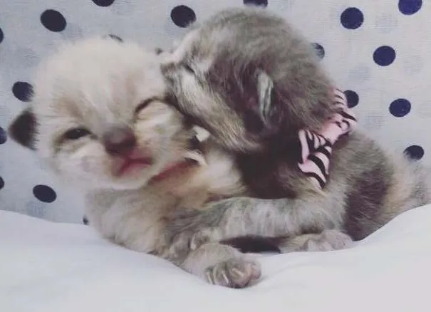 Gato ra a SRD idade Abaixo de 2 meses nome sem nomes