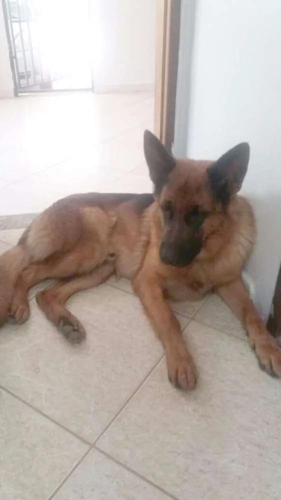 Cachorro ra a pastor alemão idade 2 anos nome Zeus