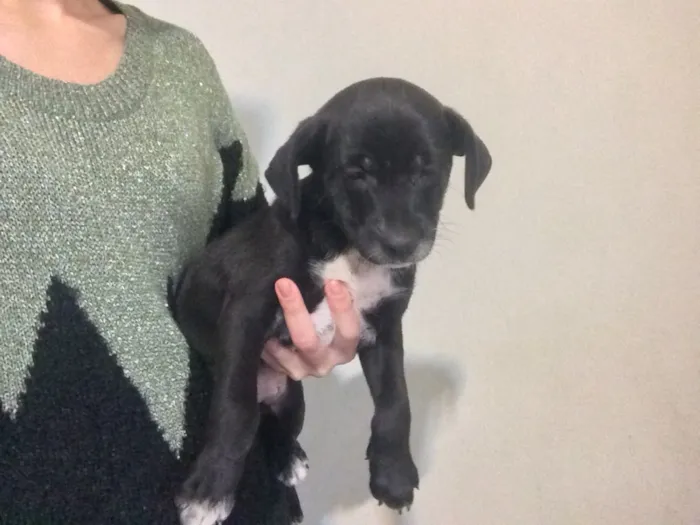 Cachorro ra a Vira Lata idade Abaixo de 2 meses nome Filhotinhos