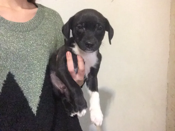 Cachorro ra a Vira Lata idade Abaixo de 2 meses nome Filhotinhos