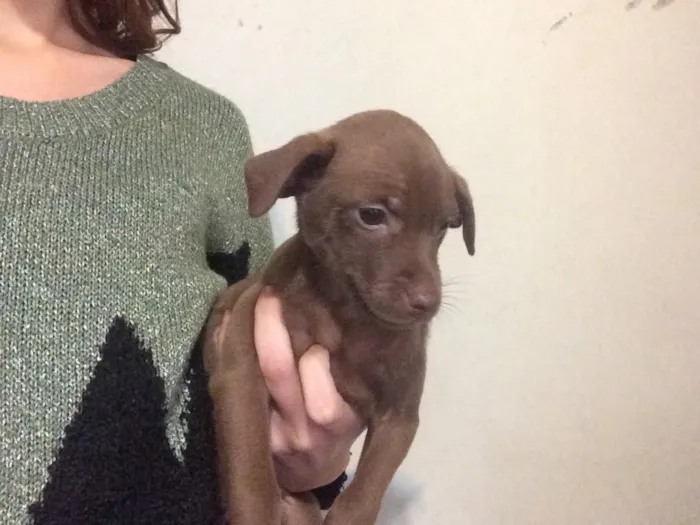 Cachorro ra a Vira Lata idade Abaixo de 2 meses nome Filhotinhos