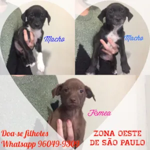 Cachorro raça Vira Lata idade Abaixo de 2 meses nome Filhotinhos