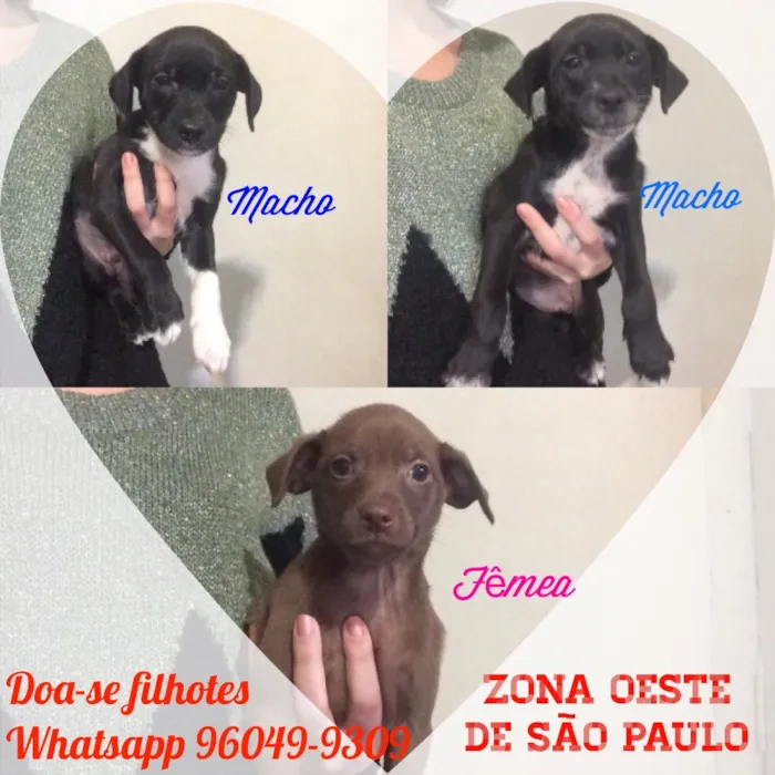 Cachorro ra a Vira Lata idade Abaixo de 2 meses nome Filhotinhos