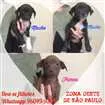 Cachorro raça Vira Lata idade Abaixo de 2 meses nome Filhotinhos