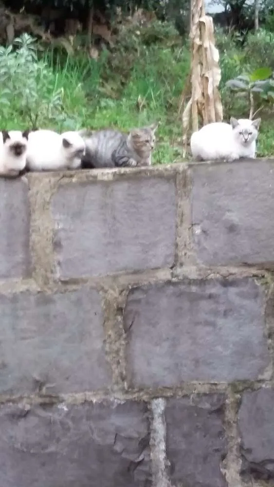 Gato ra a Siamês eu acho idade 2 a 6 meses nome Mimi