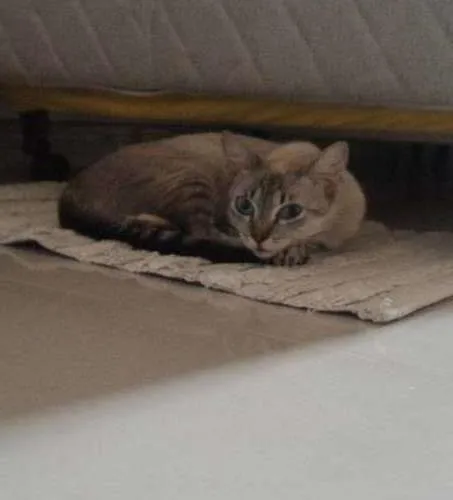Gato raça  idade 1 ano nome Morgana