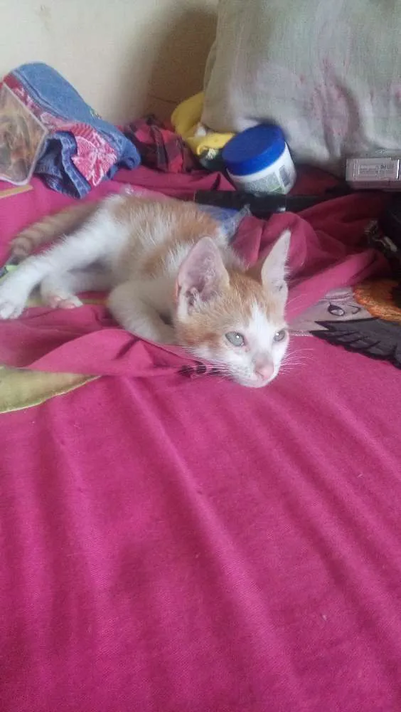 Gato raça Sem raça idade Abaixo de 2 meses nome Sem nome